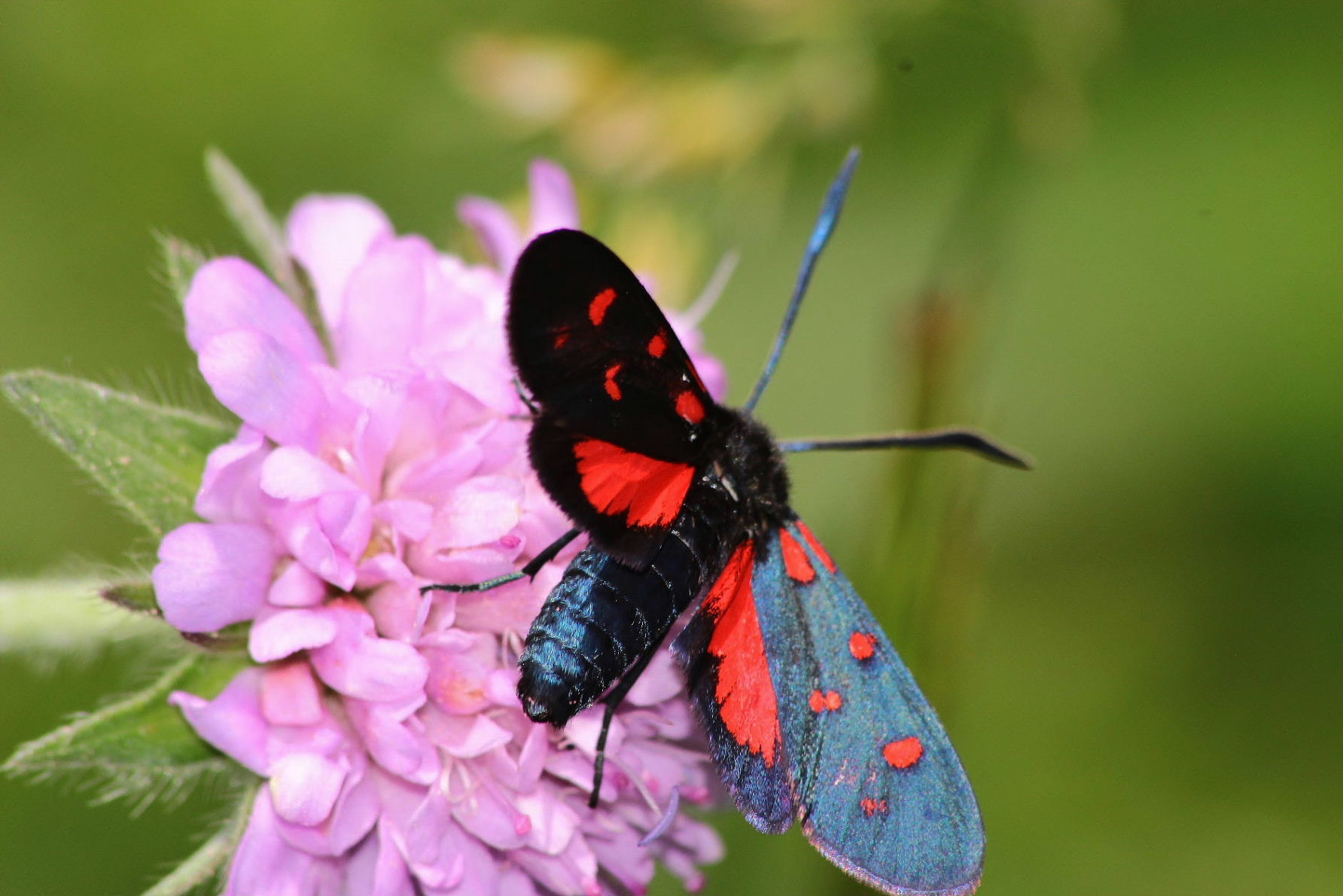 Zygaena da determinare